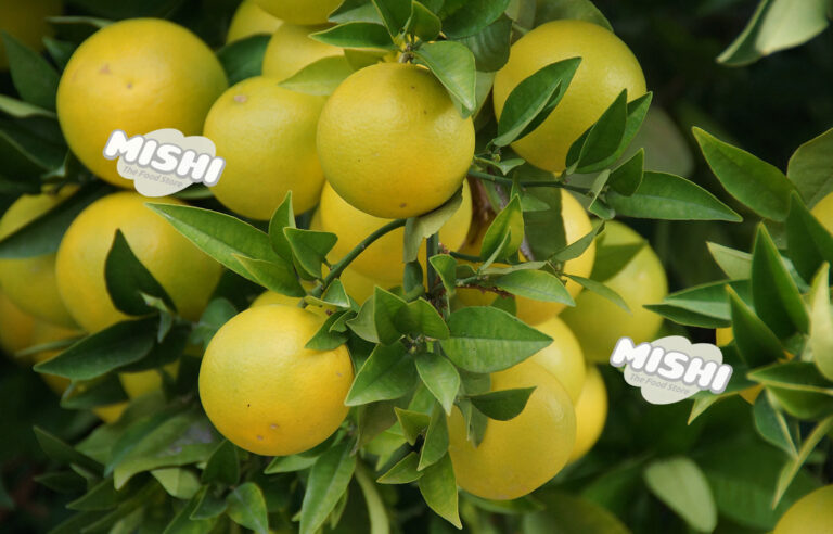 At risus pretium urna molestie Aenean vestibulum tortor metus fringilla